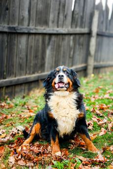 Bonnie