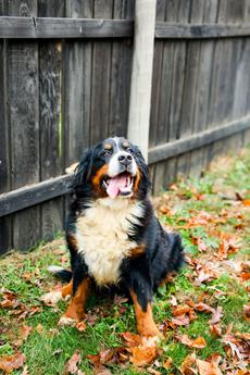 Bonnie