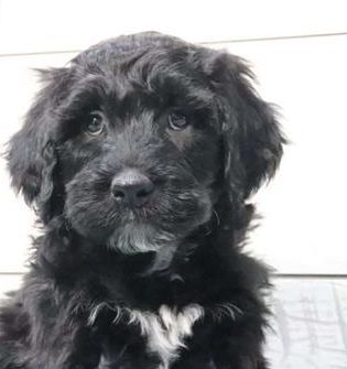 Charlie