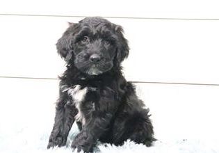 Charlie