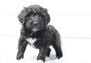 Charlie
