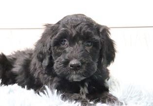 Charlie