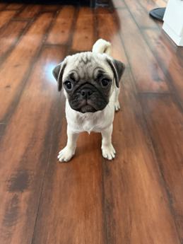 Cookie