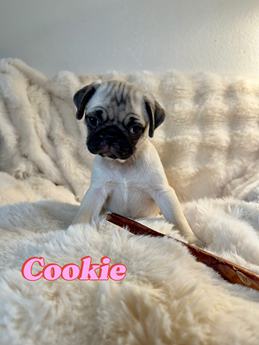 Cookie