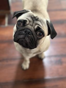 Cookie