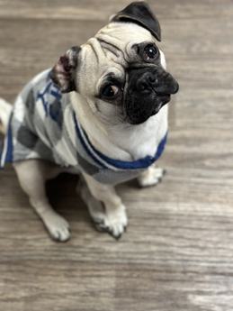 Cookie