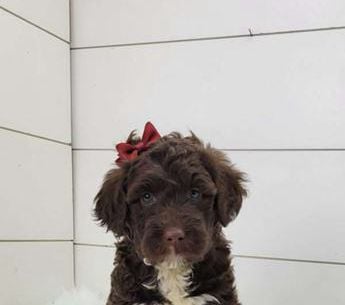 Cookie