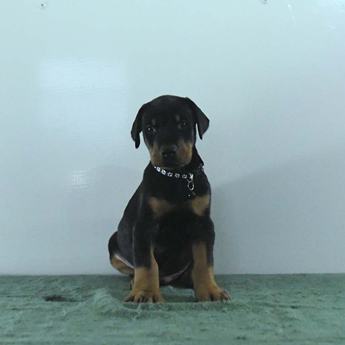Dexter