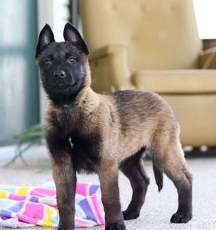 Dixie