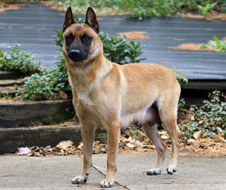 Dixie