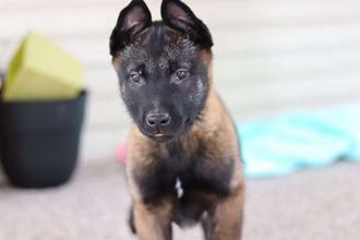 Dixie