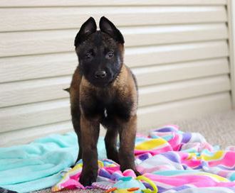 Dixie