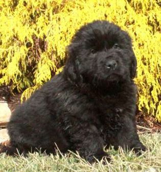 Fido