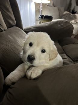 Hank