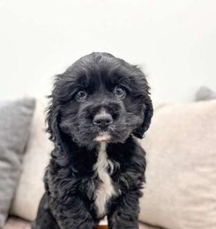 Isla