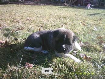Justin