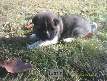 Justin