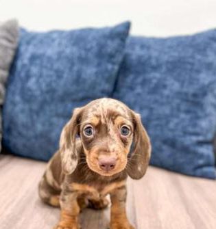 Max
