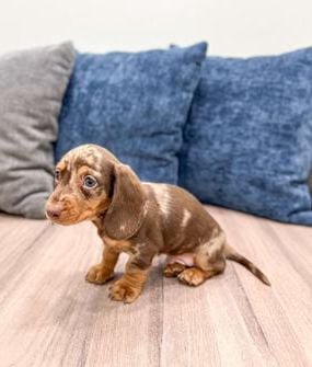 Max