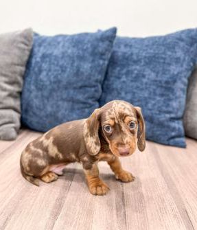Max