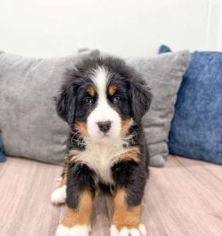 Max
