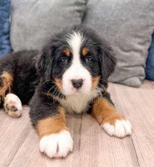 Max