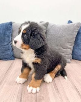 Max