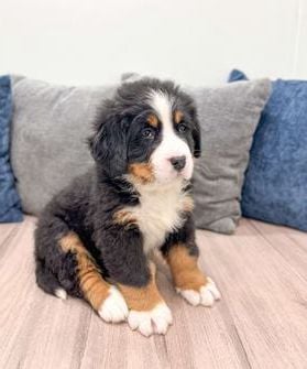 Max