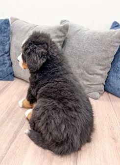 Max