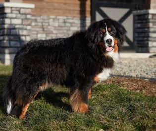 Max