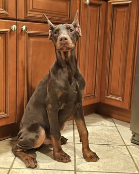 Maximus