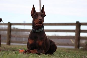 Maximus