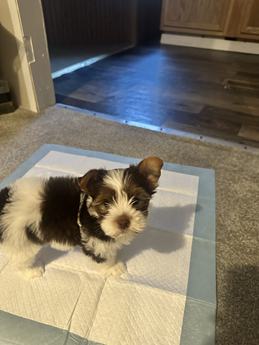 Nyla
