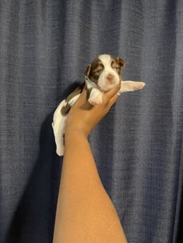 Nyla