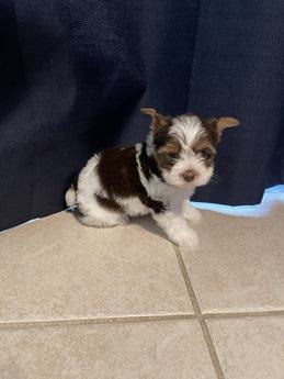 Nyla