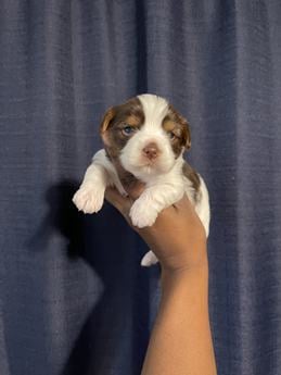 Nyla