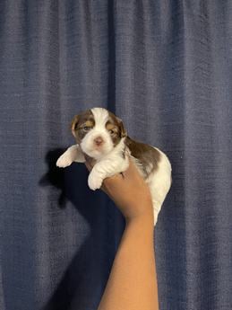 Nyla