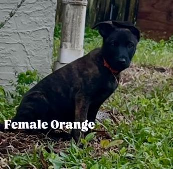 Orange