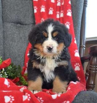 Porter
