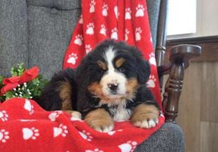 Porter