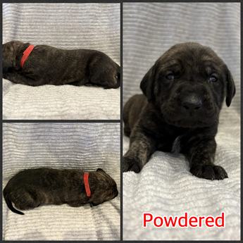 Powdered