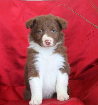 Remi