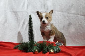Sam