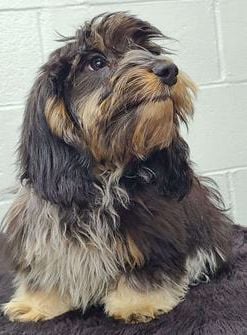 Sammy
