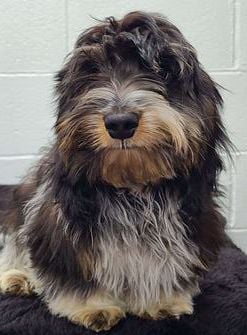 Sammy
