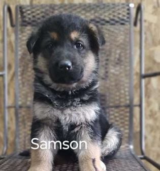Samson
