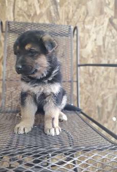 Samson