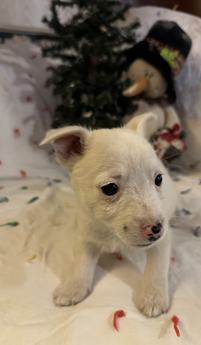 Snowball