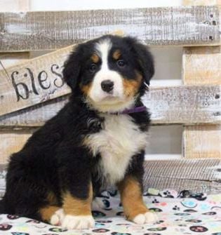 Stella