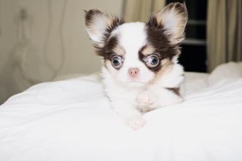 Taquito Teacup 3.5lbs